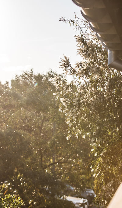 46ParkesAveLR-28 Garden 46ParkesAveLR-28 Garden