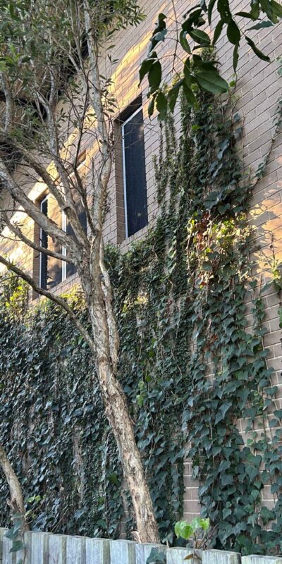 Porter Street Strata Management Wall